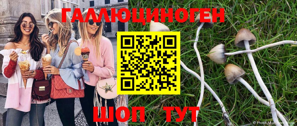 Галлюциногенные грибы Psilocybe Менделеевск